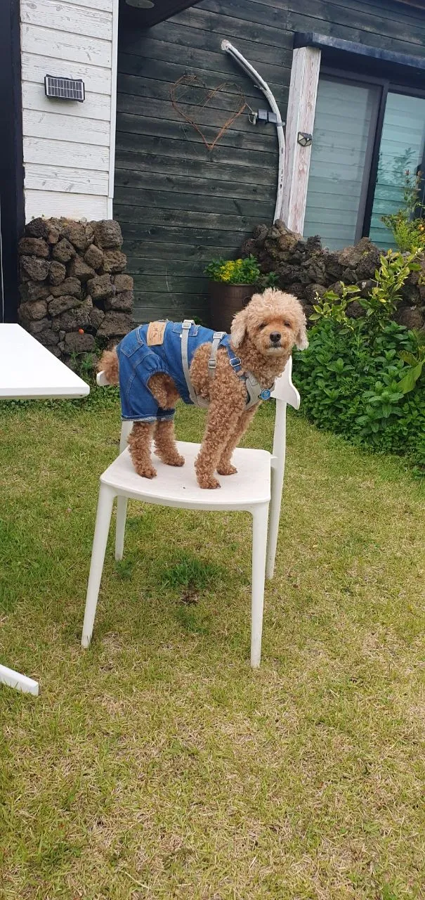 [제주 한경] 마당있는 오픈형원룸 독채 (사랑채101호)반려동물가능 21