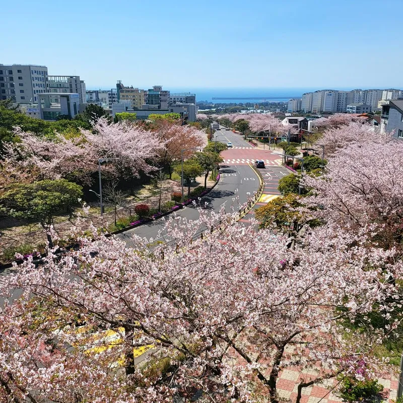 [서귀포 강정동] 최고급침구, 오션뷰, 벚꽃뷰 3호 6
