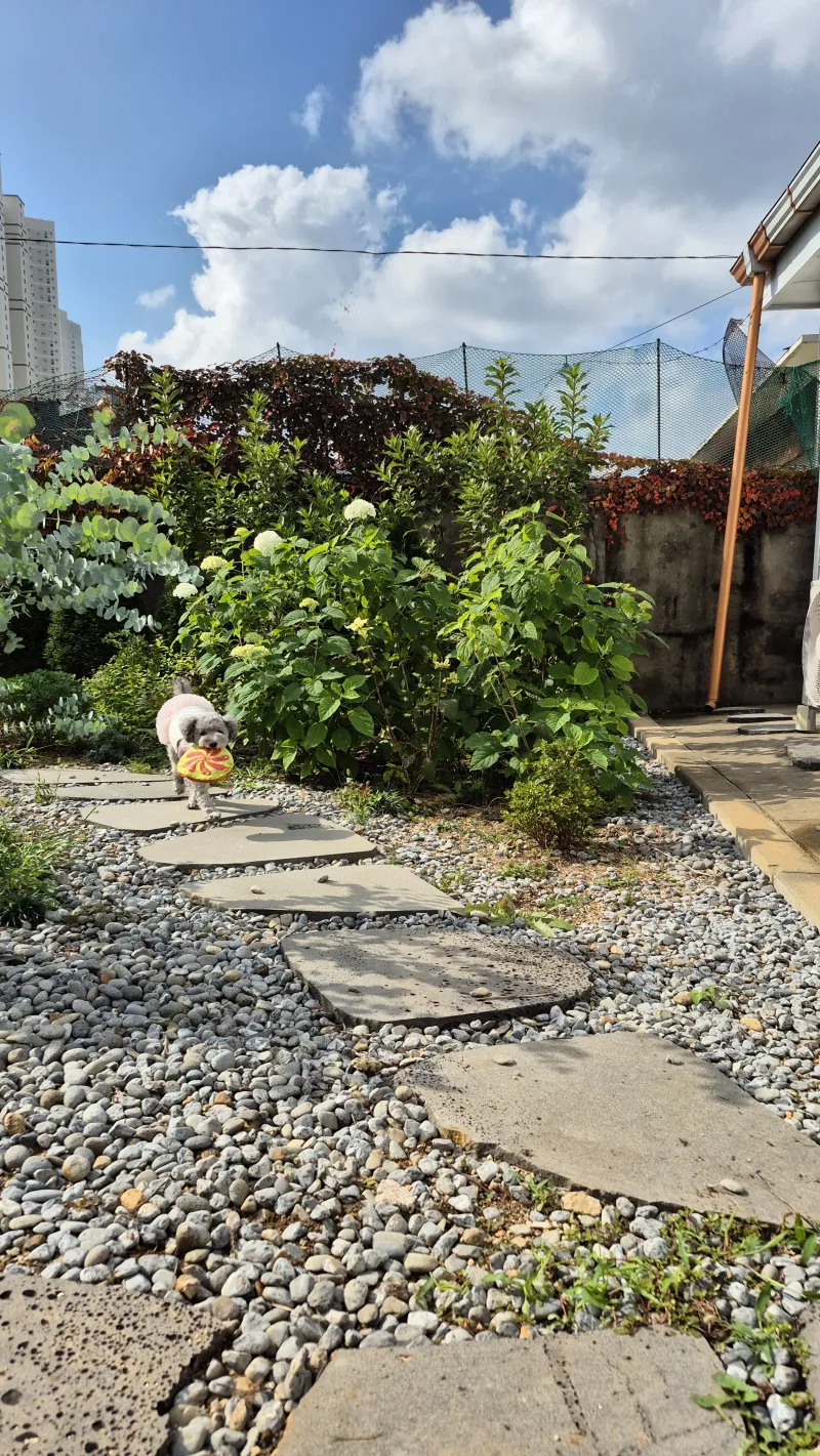 [Goyang] 1-story house with a yard #Dogs and cats allowed 21
