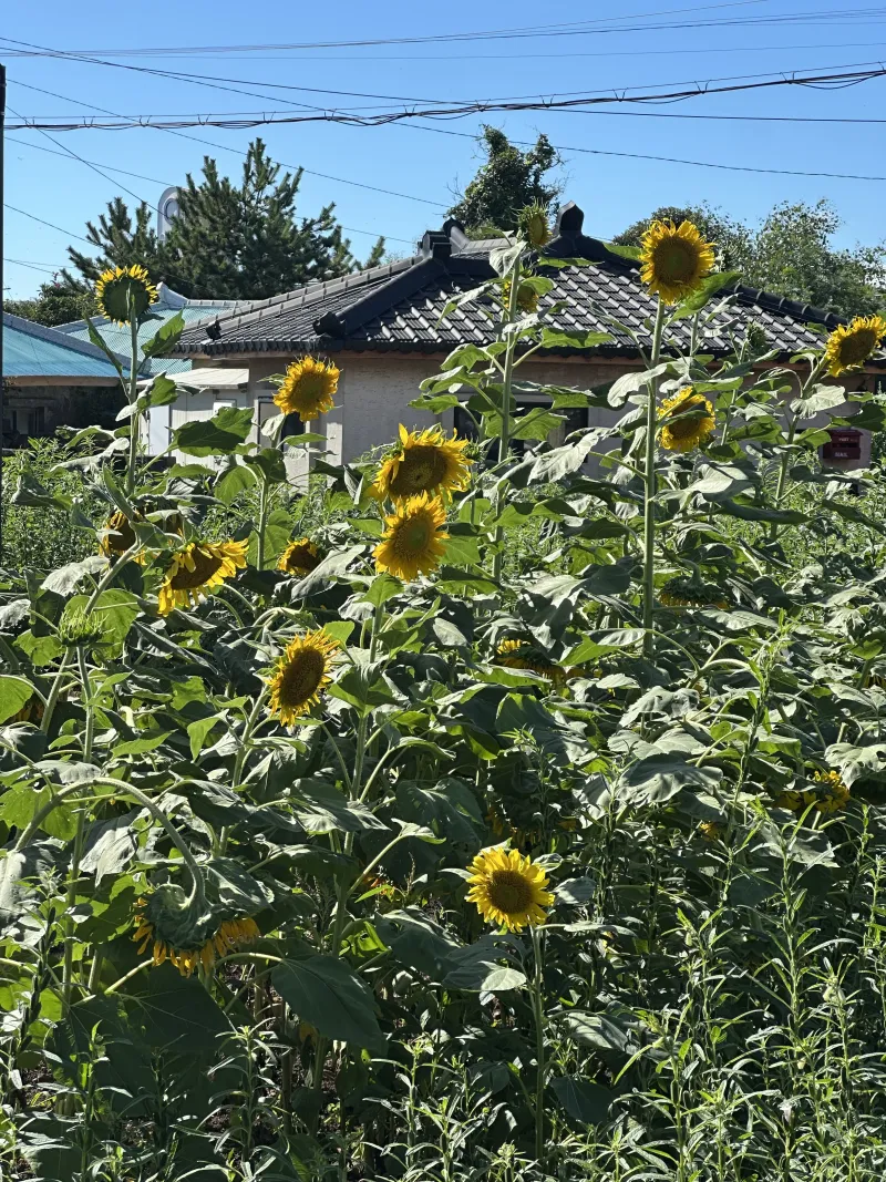 [Daejeong, Seogwipo] A newly built two-room detached house with a spacious yard in a quiet village near Songaksan Mountain. 21