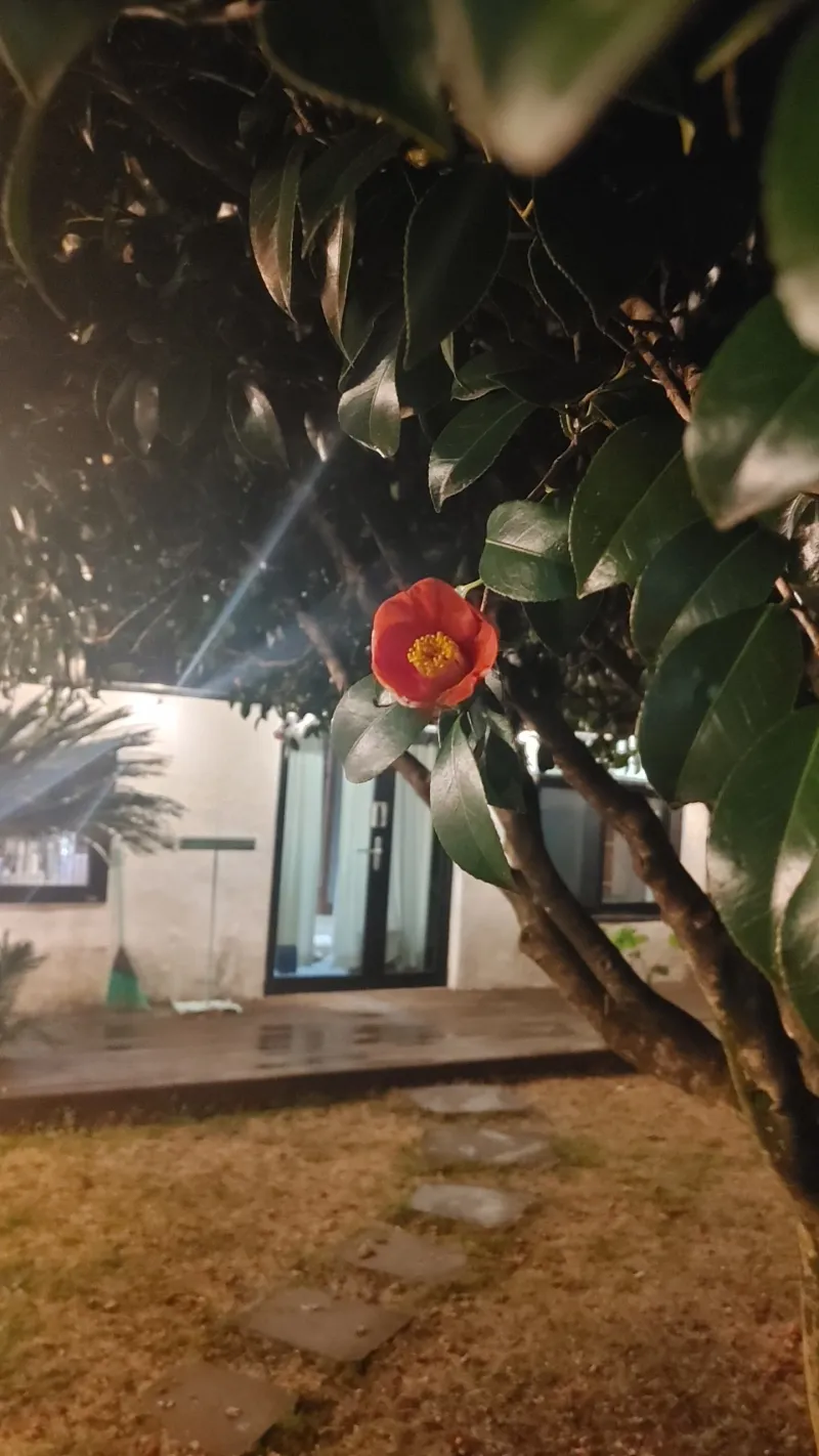 [Jocheon, Jeju] A detached house with a tangerine orchard and a yard perfect for living with children. 52