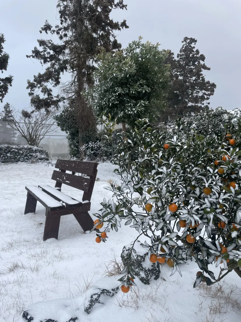[Jocheon, Jeju] A detached house with a tangerine orchard and a yard perfect for living with children. 55
