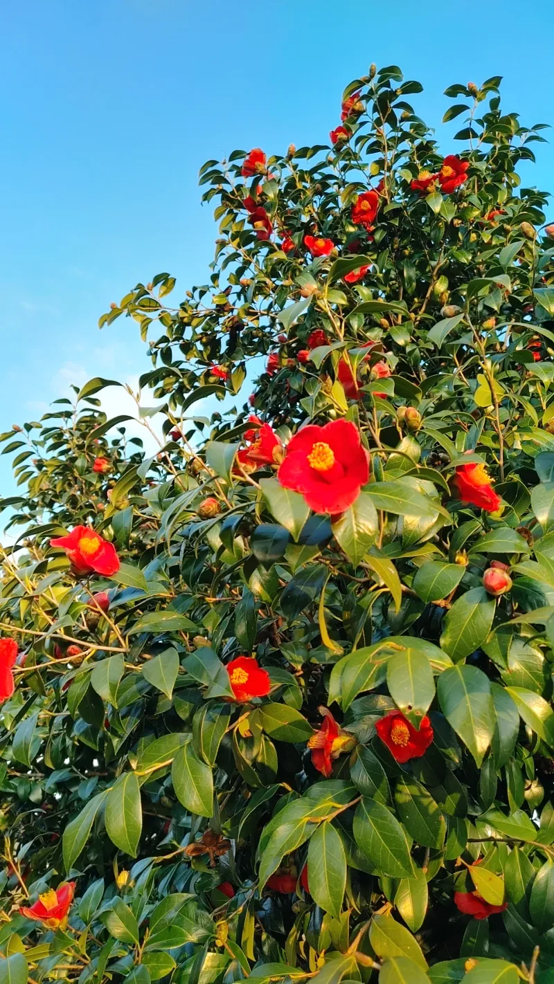 [Jocheon, Jeju] A detached house with a tangerine orchard and a yard perfect for living with children. 54
