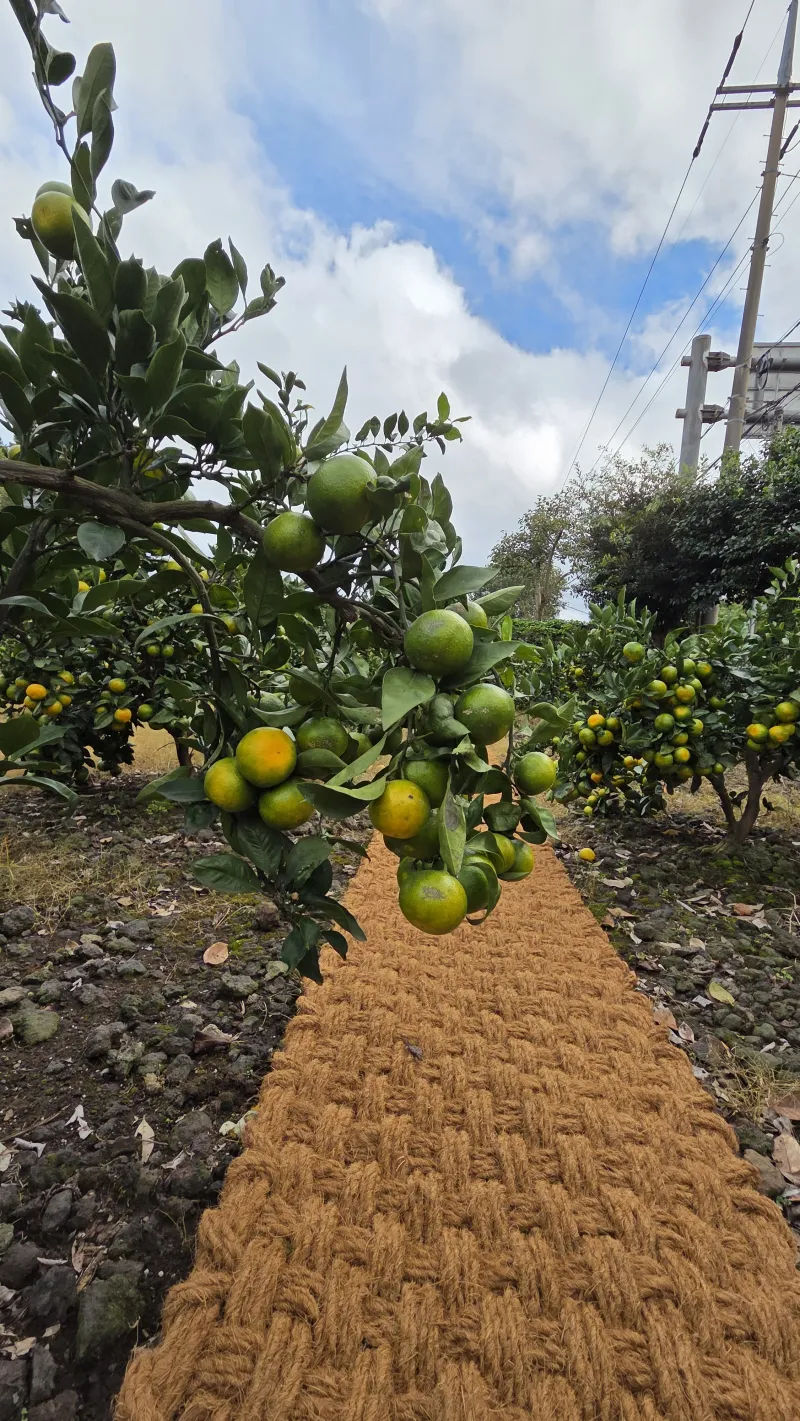 [Jocheon, Jeju] A detached house with a tangerine orchard and a yard perfect for living with children. 51