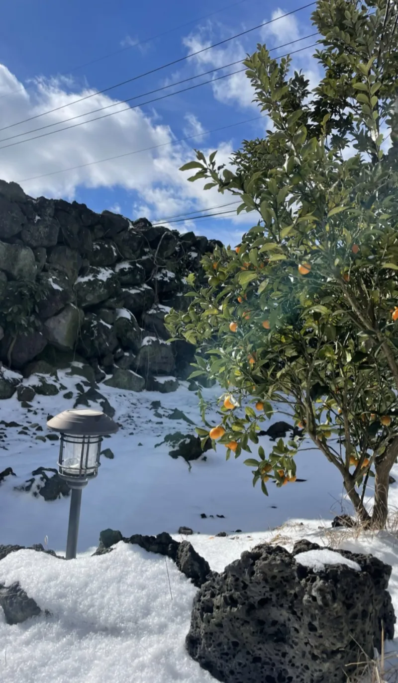 [Jocheon, Jeju] A detached house with a tangerine orchard and a yard perfect for living with children. 32