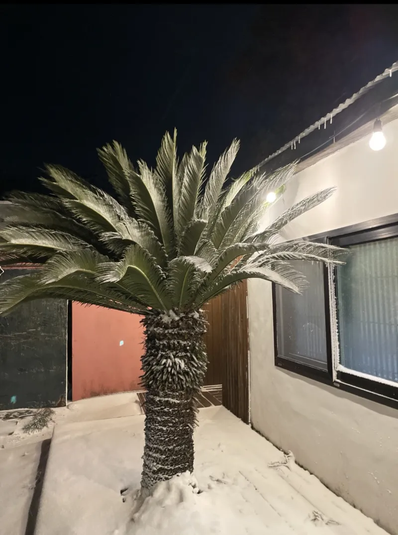 [Jocheon, Jeju] A detached house with a tangerine orchard and a yard perfect for living with children. 35
