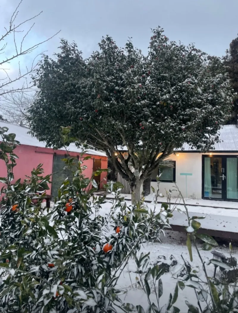 [Jocheon, Jeju] A detached house with a tangerine orchard and a yard perfect for living with children. 19