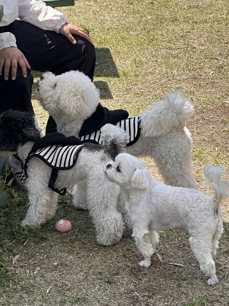 [Gujwa, Jeju][Jeju Sehwa] A spacious garden with a separate bedroom that can be used as an outdoor space #Pets allowed 33