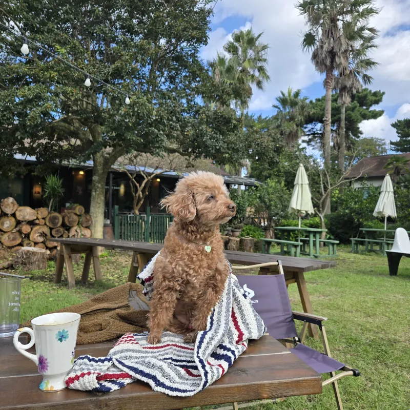 [Gujwa, Jeju][Jeju Sehwa] Spacious garden with separate bedroom, C #Pets allowed 25