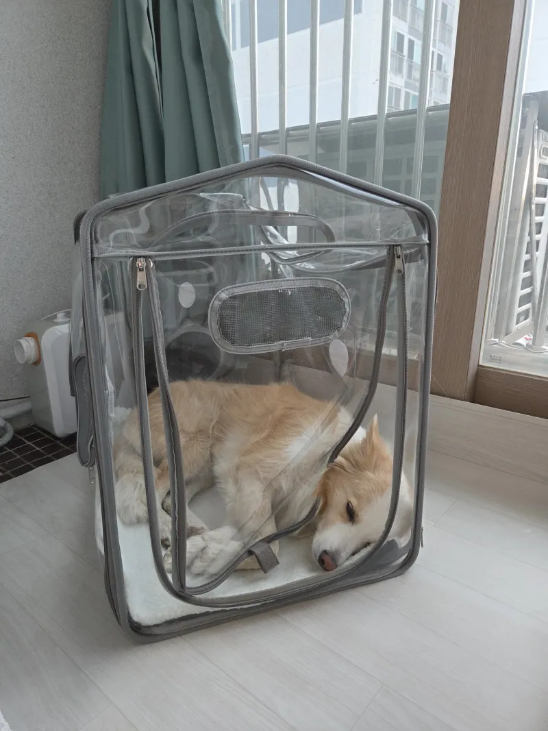 [Sokcho] Bori House #LargeDogsAllowed #LighthouseBeach #YeongrangLake #DogPlayground 27