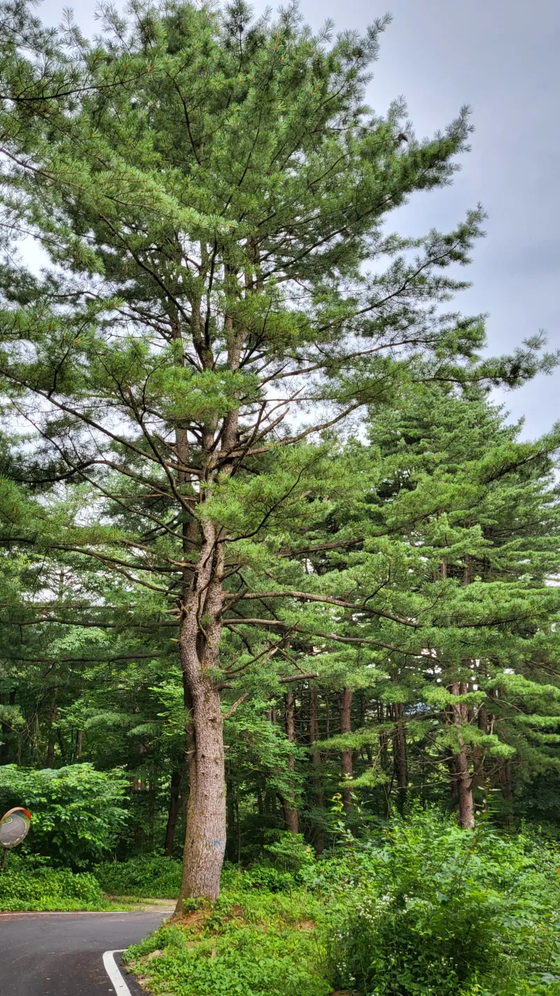 [Yangpyeong] A quiet, private retreat in a mountain village 94
