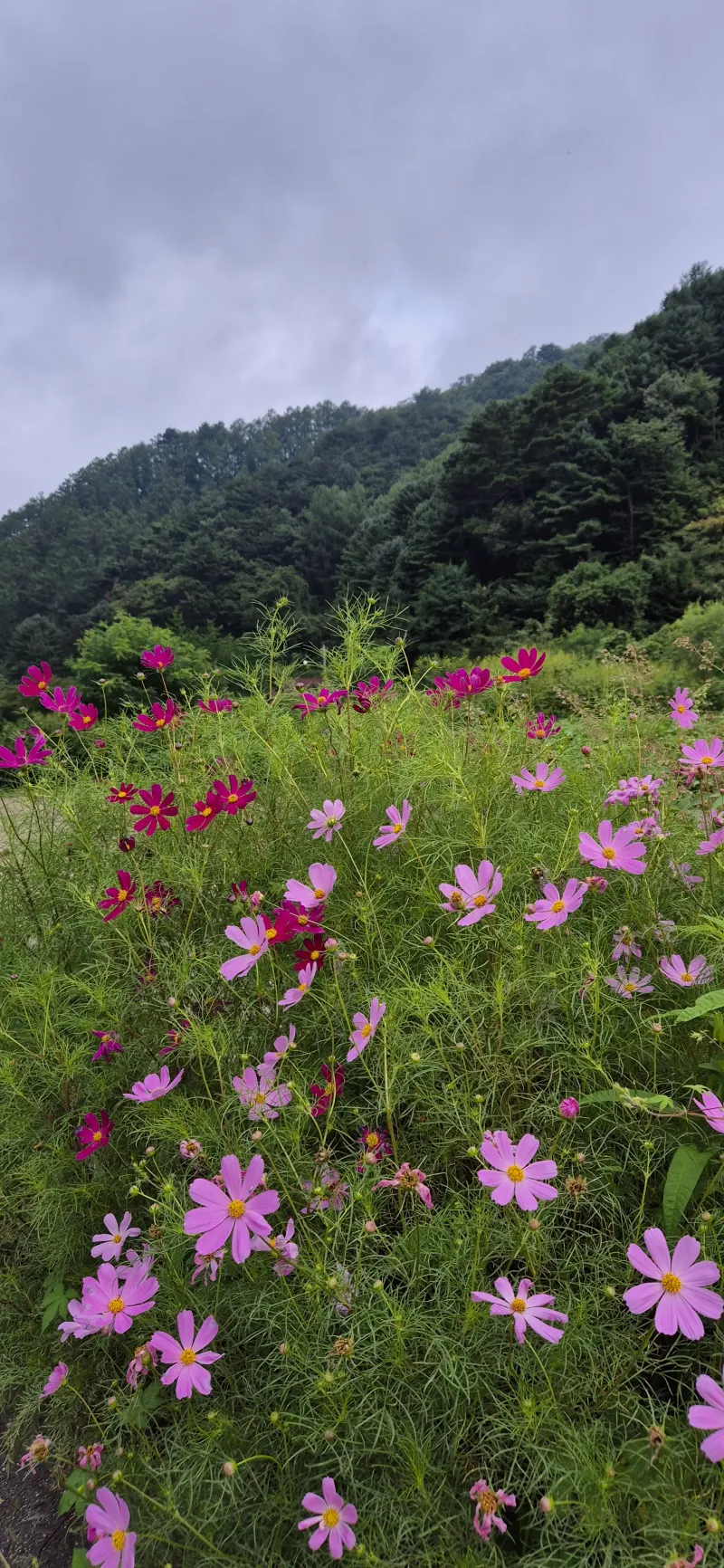 [Yangpyeong] A private villa in Bulmong, a great restaurant for stargazing in the night sky of Eobi Valley. 85