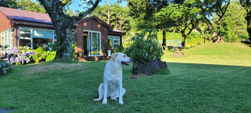 [Aewol, Jeju] Ocean View Forum Pension Mugunghwa #Individual Sauna #Small Dogs Allowed 41