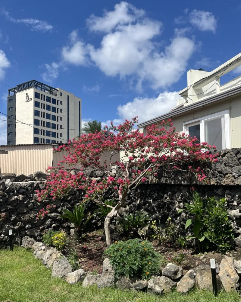 [Hallim, Jeju] A pretty remodeled old house with a stone wall and a yard. 19