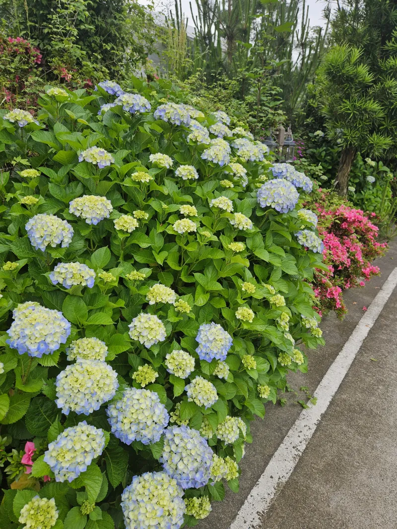 [제주 애월] 한옥원룸 편백과 함께하는 #애견동반가능 19