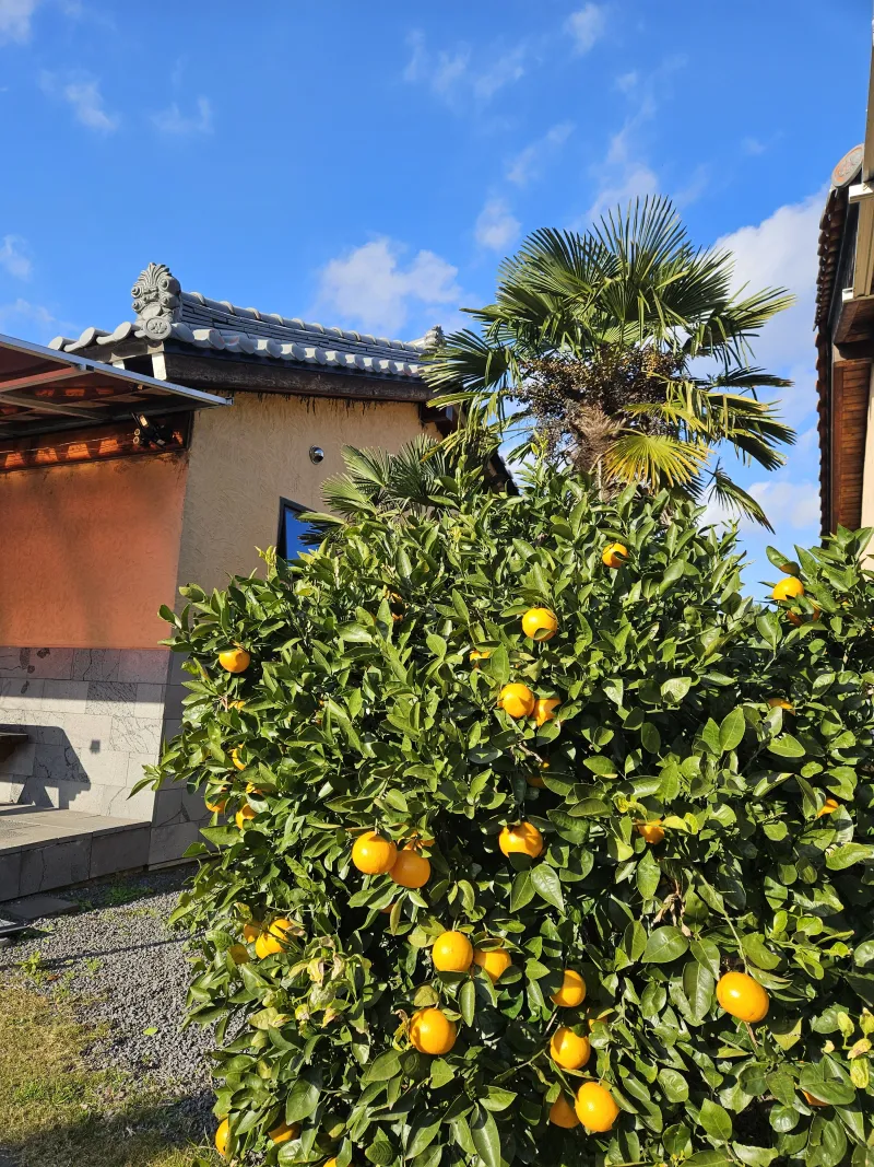 [Aewol, Jeju] Accommodation with cypress trees and healing #Pets allowed 2 separate building 34
