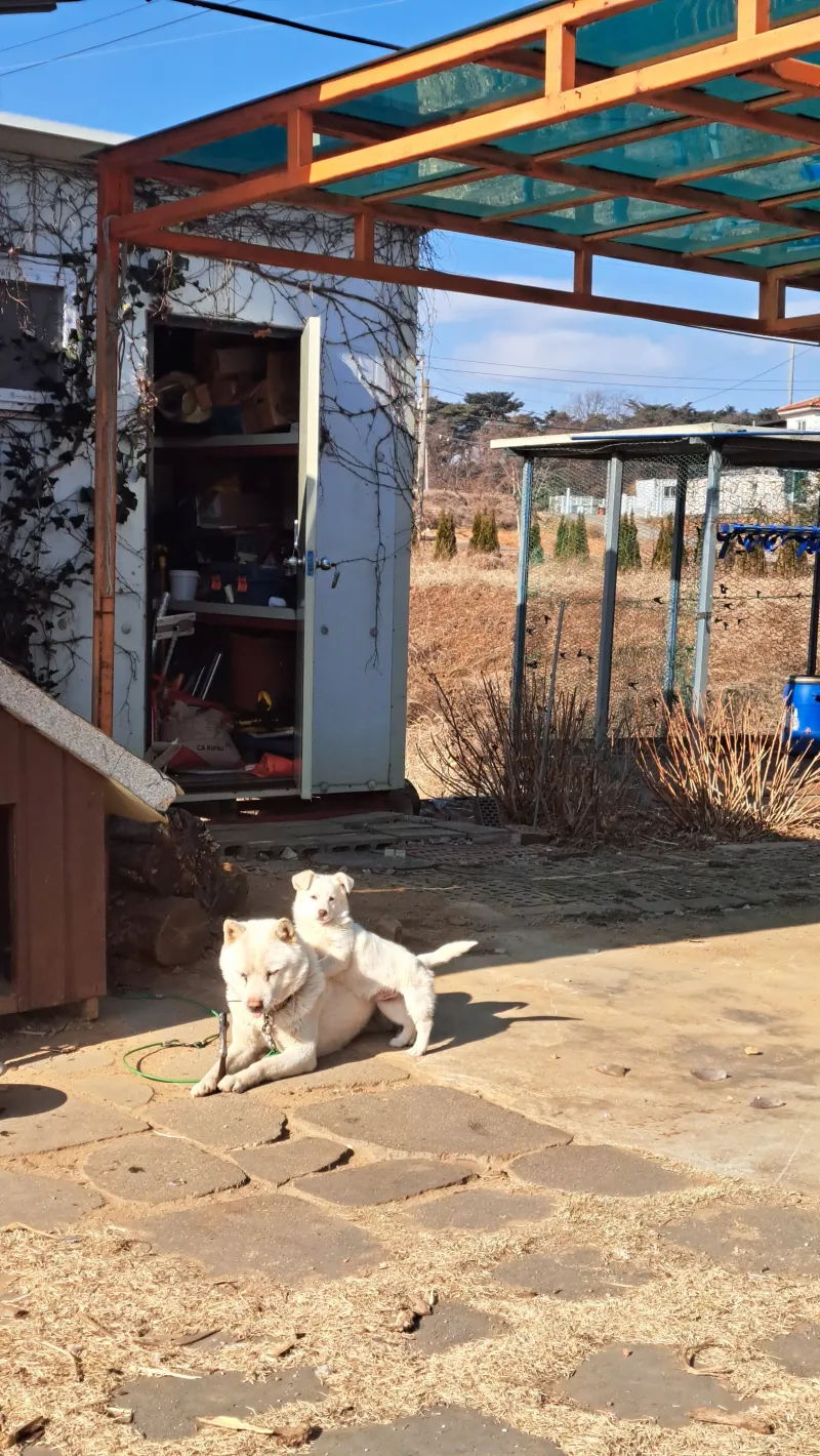 [Dangjin][Dangjin, South Chungcheong Province] Waemok Village/Ami Art Museum/Near Hanjin Port #DogsAllowed #Campfire 11