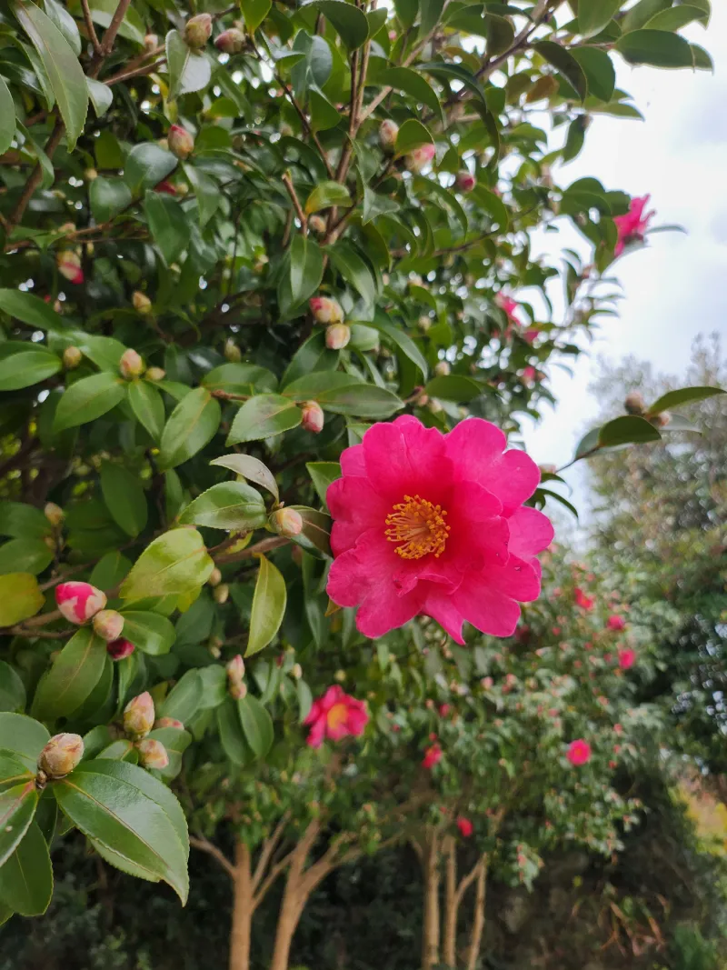 [Haye-dong, Seogwipo][Seogwipo Jungmun] Olle Trail Course 8 Ocean View Private House 33