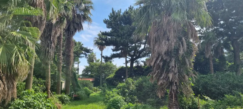 [Namwon, Seogwipo] Cozy Villa in a Tangerine Orchard by the Sea 64