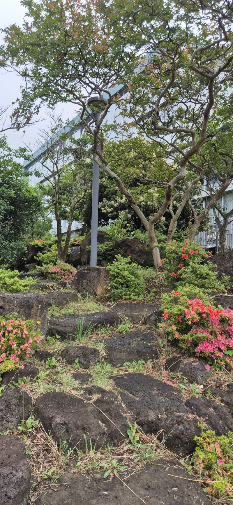 [Topyeong-dong, Seogwipo][2 weeks or more] Hotel-style Studio 2 ♤ Quiet Hallasan Mountain View, Forest Area ♤ Beautiful Garden View 67