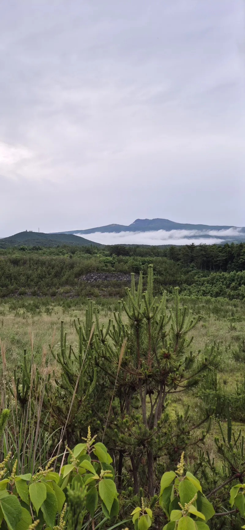 [Topyeong-dong, Seogwipo][2 weeks or more] Hotel-style Studio 2 ♤ Quiet Hallasan Mountain View, Forest Area ♤ Beautiful Garden View 72