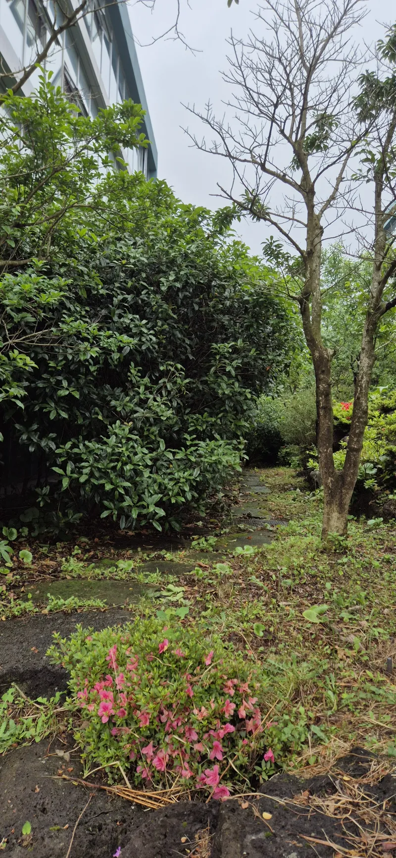 [Topyeong-dong, Seogwipo][2 weeks or more] Hotel-style Studio 2 ♤ Quiet Hallasan Mountain View, Forest Area ♤ Beautiful Garden View 69