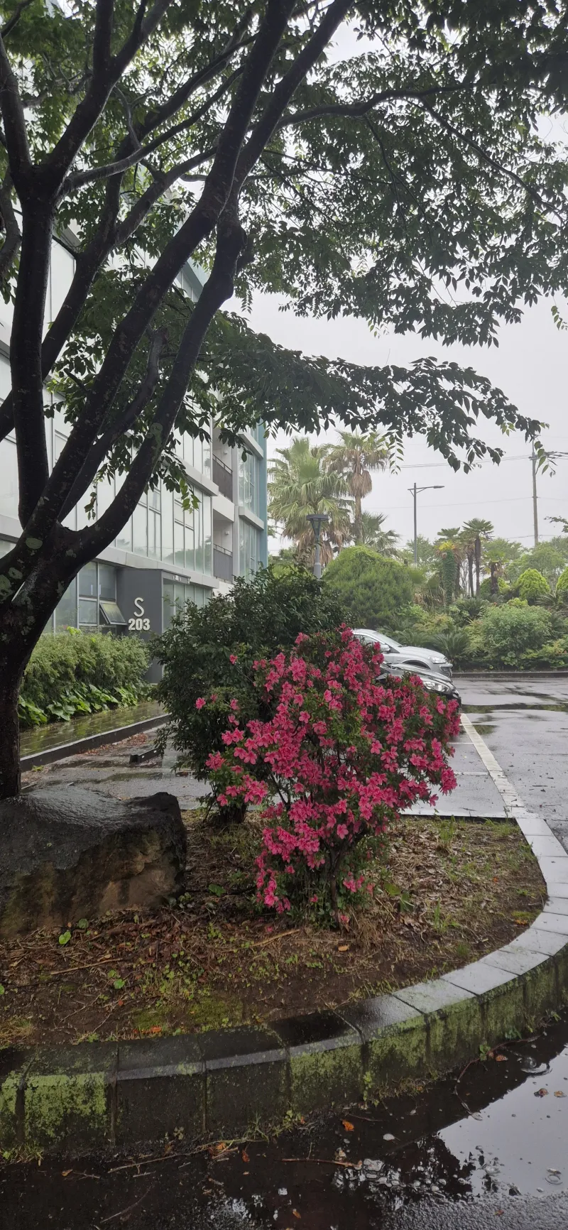 [Topyeong-dong, Seogwipo][2 weeks or more] Hotel-style Studio 2 ♤ Quiet Hallasan Mountain View, Forest Area ♤ Beautiful Garden View 64
