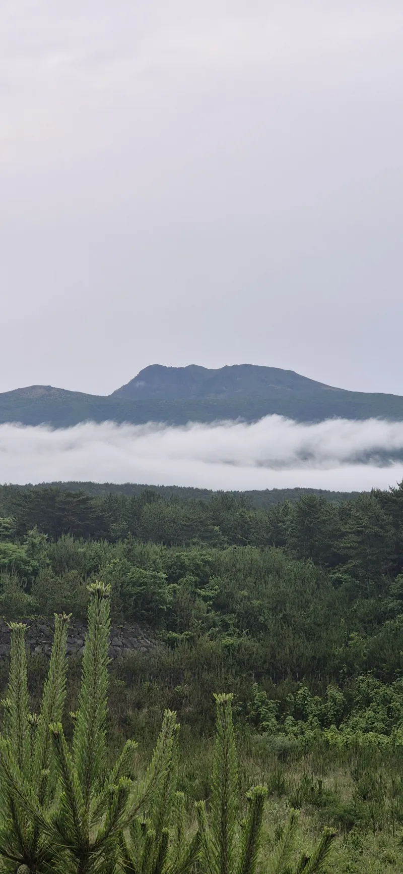 [Topyeong-dong, Seogwipo][2 weeks or more] Hotel-style Studio 2 ♤ Quiet Hallasan Mountain View, Forest Area ♤ Beautiful Garden View 71