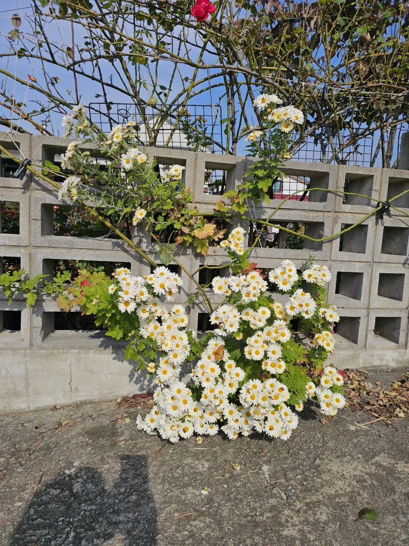 [Gyeongju] Bulguksa Hwangtobang House 40