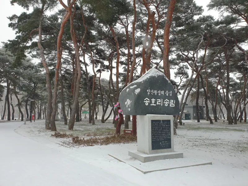 [충북 영동] 금강 굽이쳬흐르는 곳에 아름들이 솔밭과 올래길이 있는곳 19