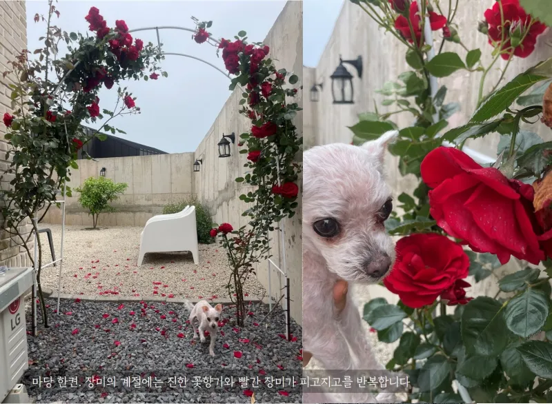 [Daejeong, Seogwipo] A completely private house with a yard all to itself, a green jacuzzi, and a private rabbit. 29