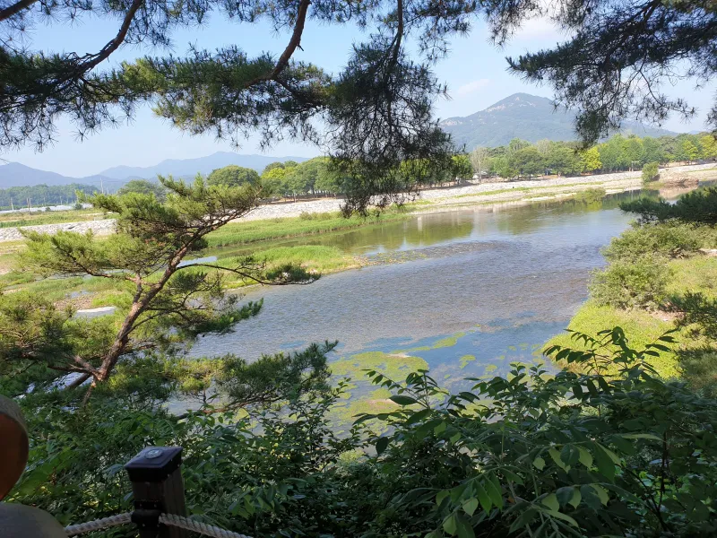 [충북 영동] 금강 굽이쳬흐르는 곳에 아름들이 솔밭과 올래길이 있는곳 21