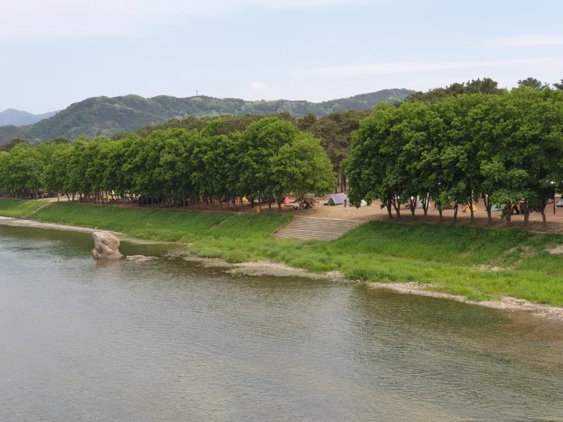 [충북 영동] 금강 굽이쳬흐르는 곳에 아름들이 솔밭과 올래길이 있는곳 16