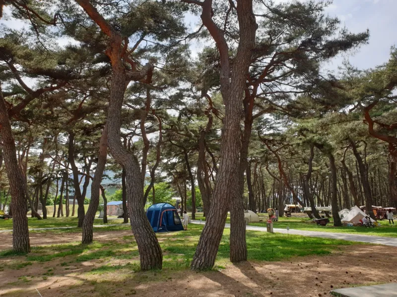 [충북 영동] 금강 굽이쳬흐르는 곳에 아름들이 솔밭과 올래길이 있는곳 12