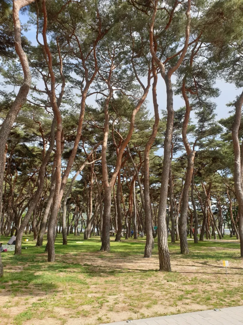 [충북 영동] 금강 굽이쳬흐르는 곳에 아름들이 솔밭과 올래길이 있는곳 15