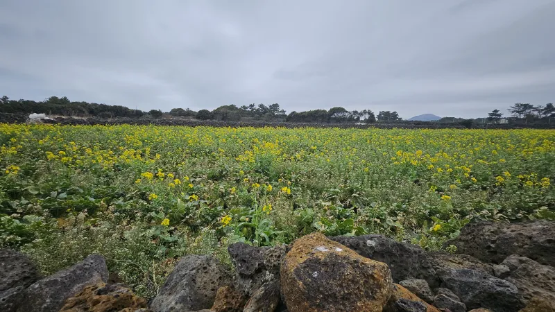 [Gujwa, Jeju] A detached house with a beautiful view of the sea, stone walls, and fields, 30 seconds from the entrance to the complex. 104