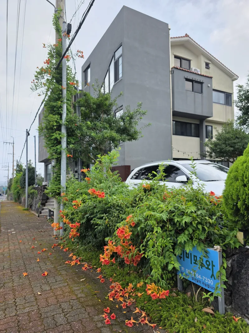 [Namwon, Seogwipo] Jeju Island Wimi Pension #15Days #1Month #1Year 48