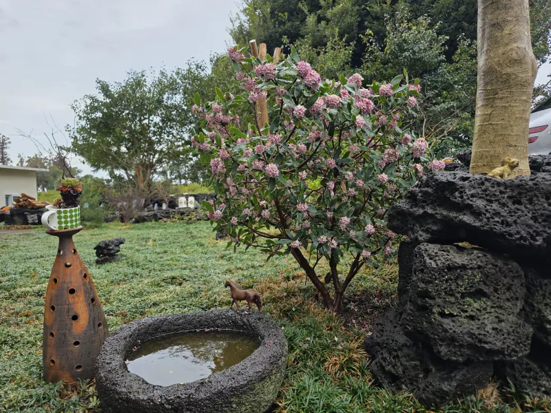 [Namwon, Seogwipo] Jeju Island Wimi Pension #15Days #1Month #1Year 42