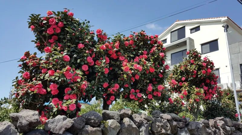 [Namwon, Seogwipo] Jeju Island Wimi Pension #15Days #1Month #1Year 58