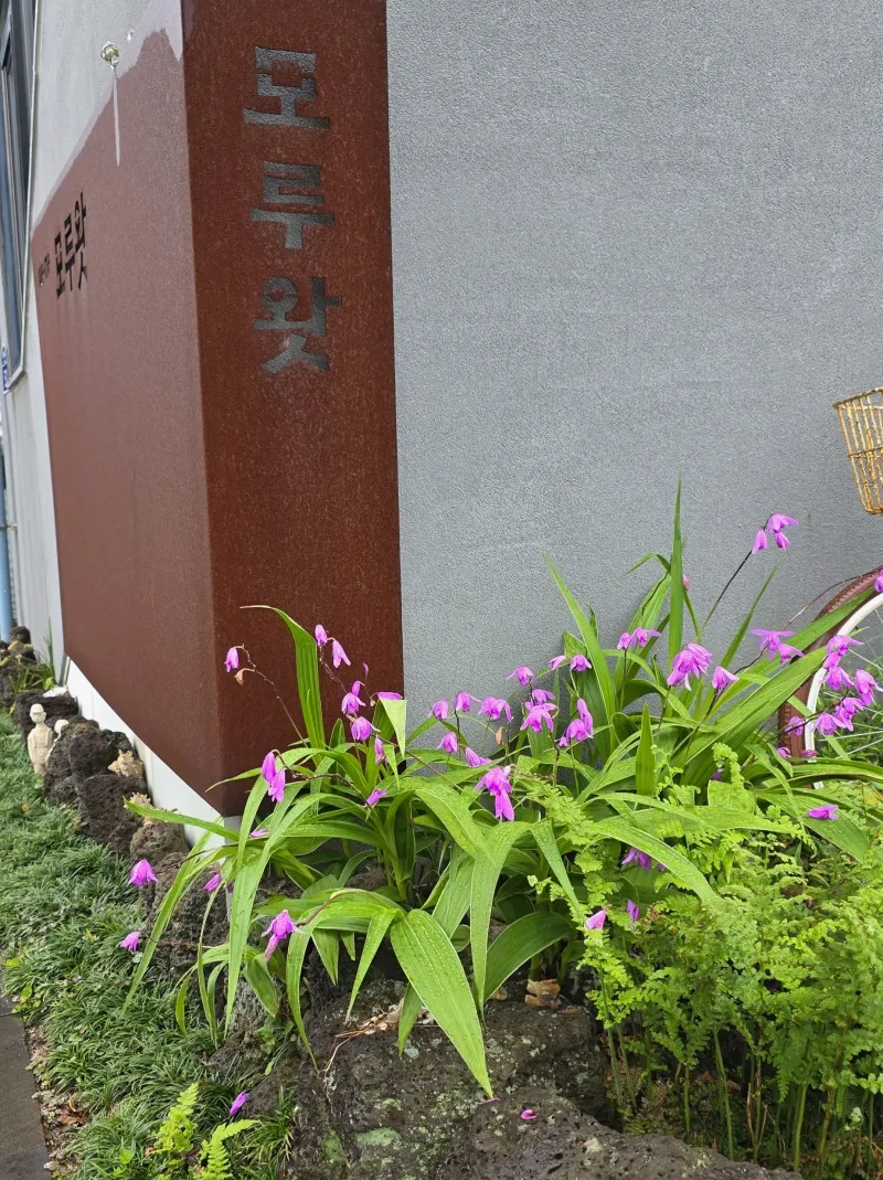 [Namwon, Seogwipo] Jeju Island Wimi Pension #15Days #1Month #1Year 50