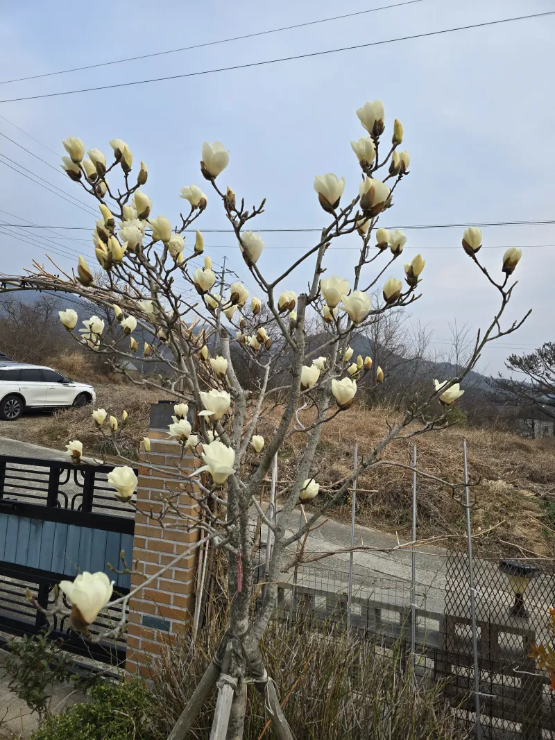 [Gyeongju] Bulguksa Hwangtobang House 27