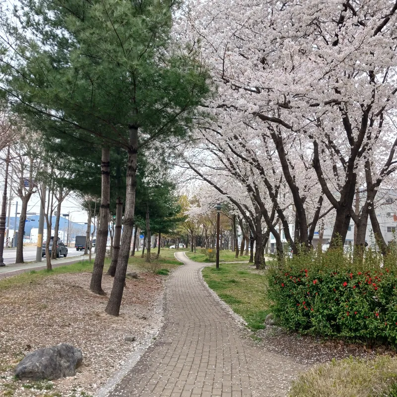 [Gyeongju] Changview 2 / Hwangridan-gil 8 min 33