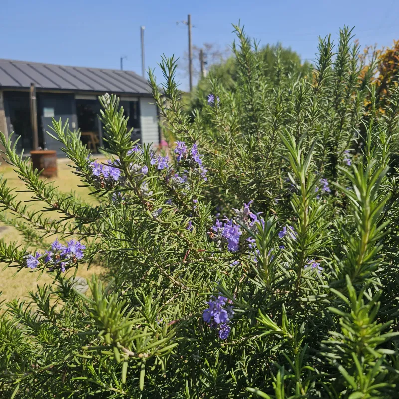[Daejeong, Seogwipo] Tranquil lawn house 10