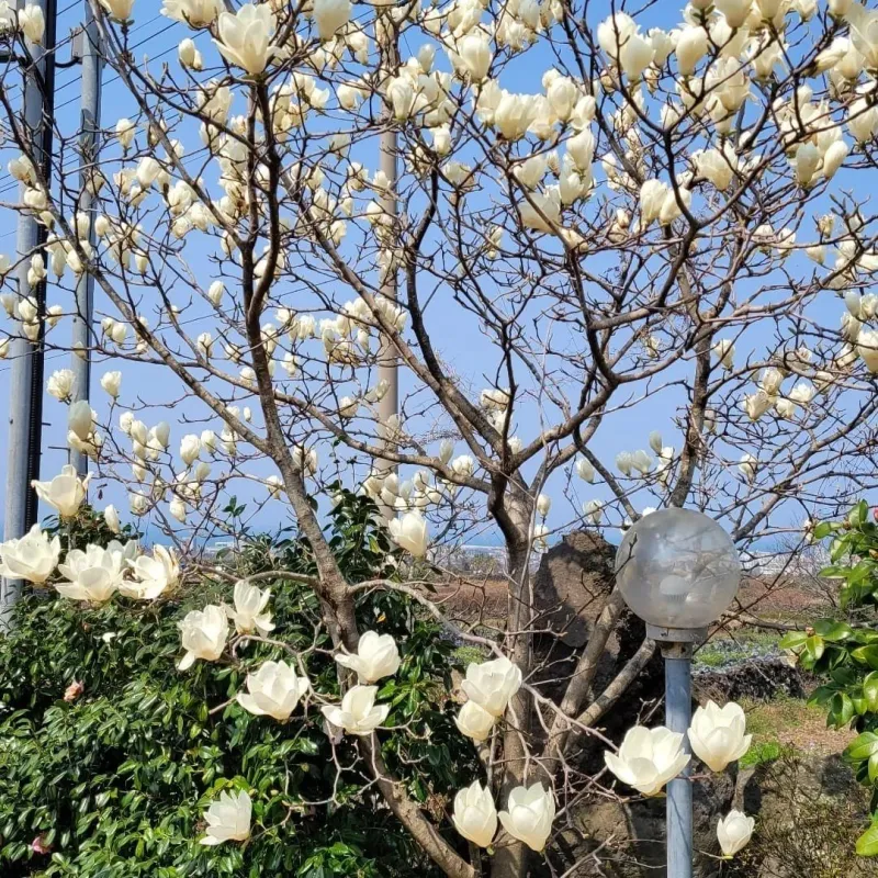 [제주 한림] 바다와 제주의 풍경을 품고 있는 조용한 독채 힐링스테이 60