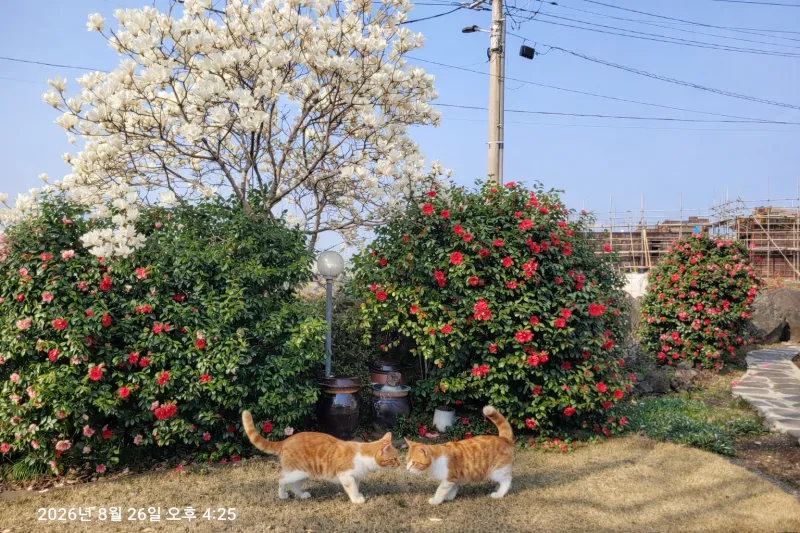 [Hallim, Jeju] Private Pension with Ocean View A 71