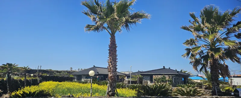 [제주 구좌] #전통돌담집#구해줘홈즈106회방송 #바닷가 단독주택#유채꽂 38