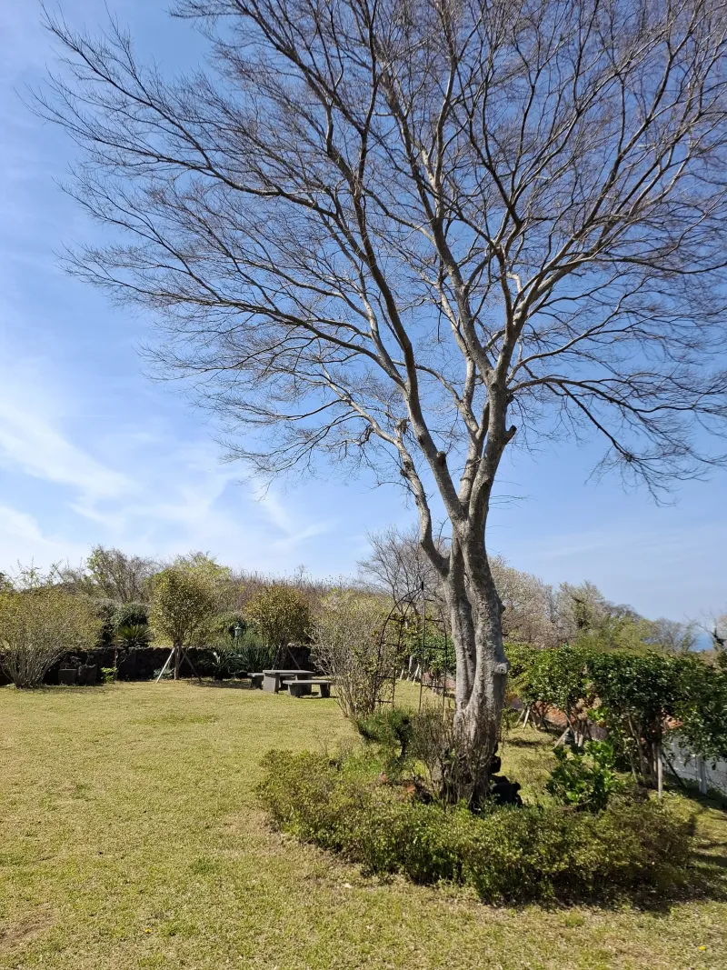 [제주 조천] 가족단위 애견동반 스테이 #바다조망 #넓은마당 19