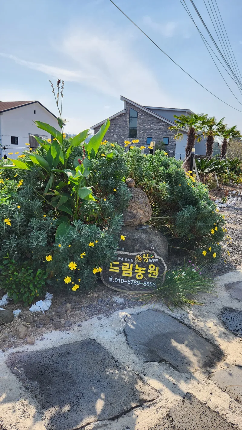 [제주 조천] 1만평 감귤정원 속 한라산을 품은 제주 힐링 2층 투룸 37
