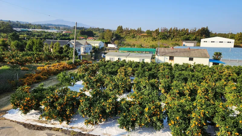 [제주 조천] 1만평 감귤정원 속 한라산을 품은 제주 힐링 2층 투룸 39