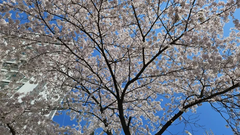 [인천 부평] 분위기있는! 7호선,인천1호선,서울1호선3플역세권교통편리한 부평동 아파트 74